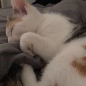 Meet your Posher, Catalina